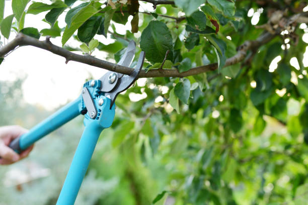 Best Arborist Services Near Me  in Greenwood, DE